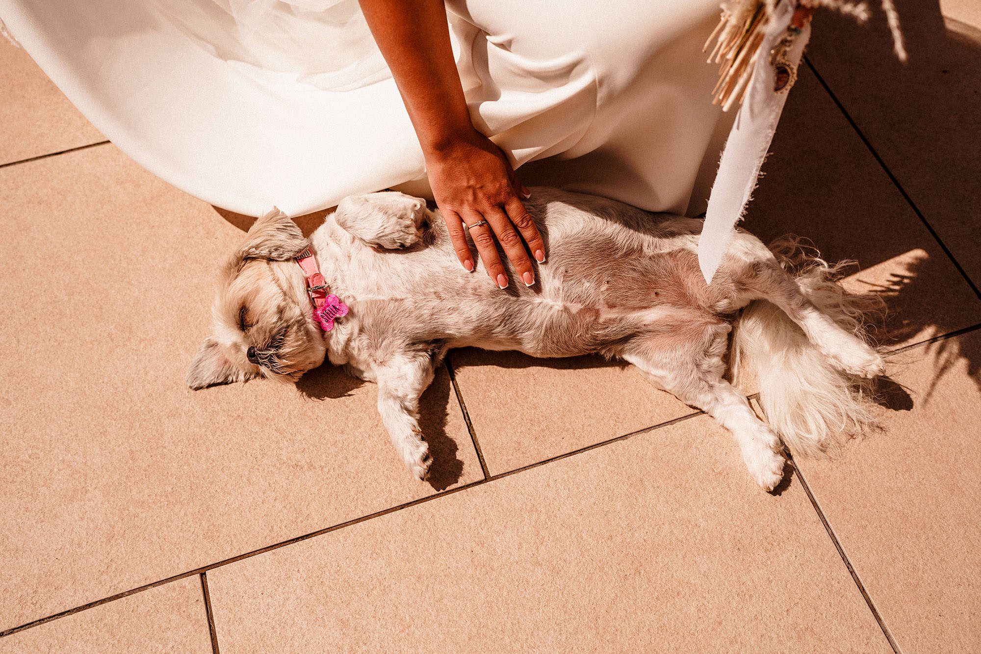 dog being stroked in the sunshine at woodhill hall