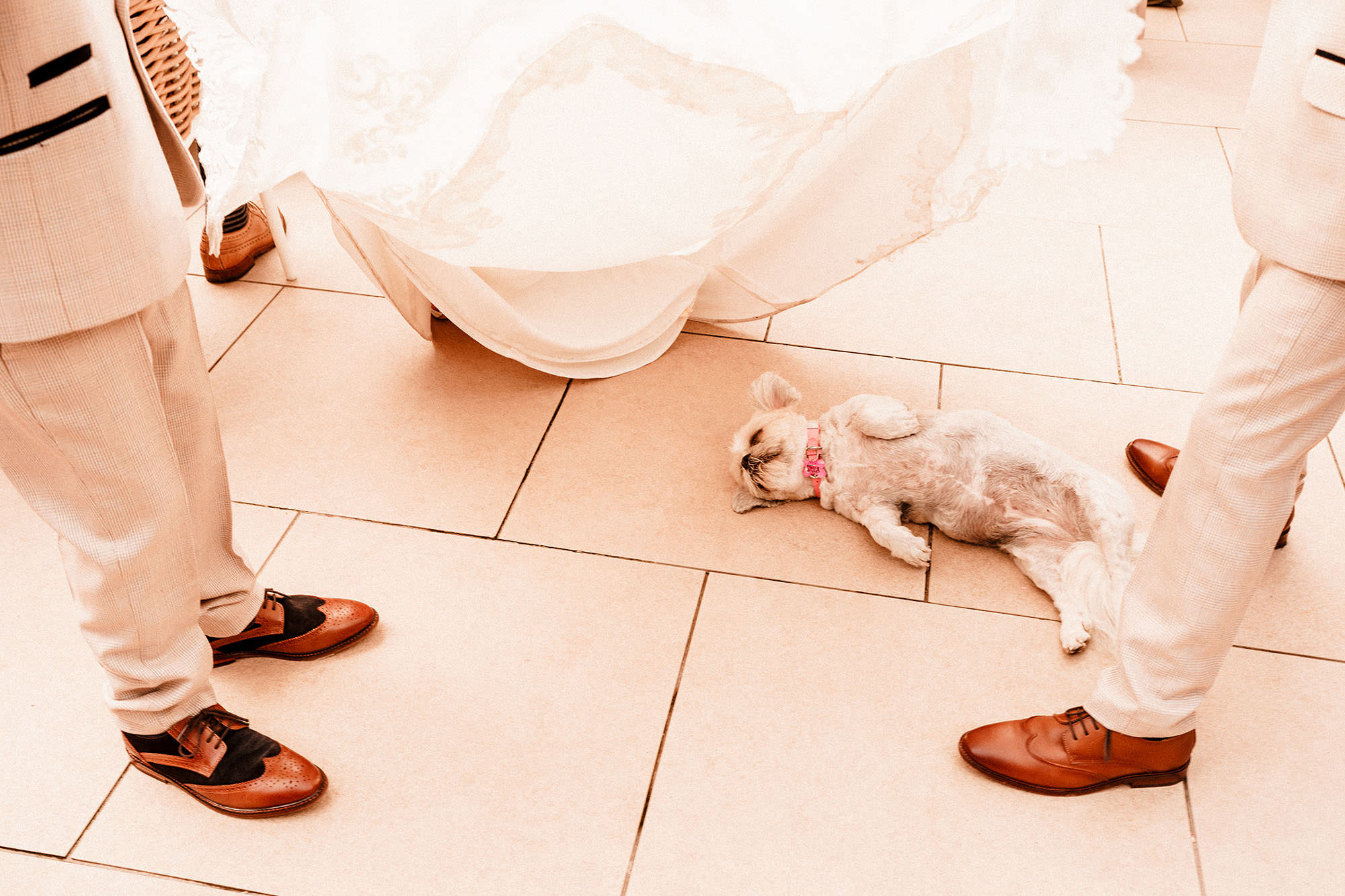dog cooling off in the shade under brides dress